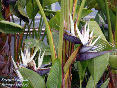 Natal wild banana